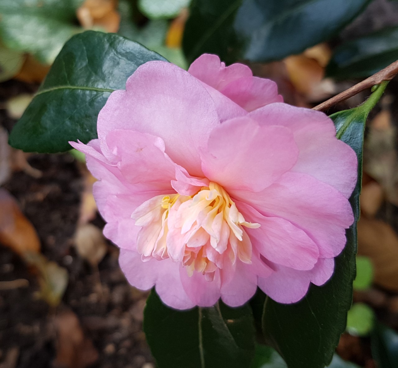 C. 'Winter's Interlude'